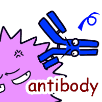 antibody の意味 英語イラスト