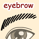 英単語イラスト eyebrow