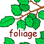 英単語イラスト foliage