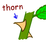 英単語イラスト thorn