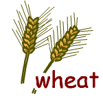 英単語イラスト wheat